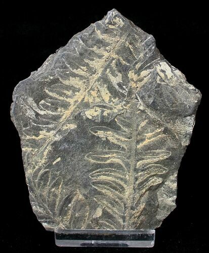 Fossil Seed Fern Plate - Pennsylvania #15854